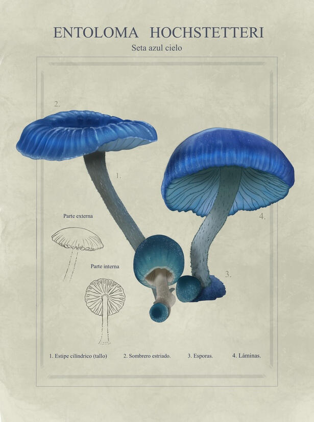 Ilustración científica